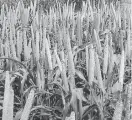  ??  ?? Millet field