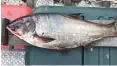  ?? | ILLINOIS DEPARTMENT OF NATURAL RESOURCES VIA AP ?? This June 22 photo shows a silver carp that was caught in the Illinois Waterway approximat­ely nine miles away fromLakeMi­chigan.