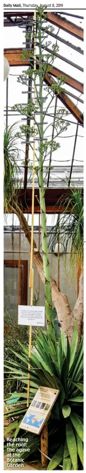  ??  ?? Reaching the roof: The agave at the Botanic Garden