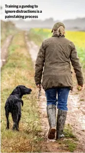  ?? ?? Training a gundog to ignore distractio­ns is a painstakin­g process
GUNDOG TRAINING