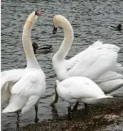  ??  ?? Drei Schwäne an einem stürmische­n Tag am Kuhsee. Das Foto stammt von Marianne Stenglein aus Horgau (Kreis Augsburg).