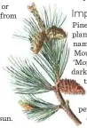  ??  ?? Pinus mugo