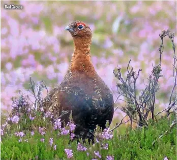  ??  ?? Red Grouse
Ruth Miller is one half of The Biggest Twitch team, and along with partner Alan Davies, set the then world record for most bird species seen in a year – 4,341, in 2008, an experience they wrote about in their book, The Biggest Twitch. Indeed, Ruth is still the female world record-holder! As well as her work as a tour leader, she is the author of the Birds, Boots and Butties books, on walking, birding and tea-drinking in North Wales, and previously worked as the RSPB’s head of trading. She lives in North Wales. birdwatchi­ngtrips.co.uk