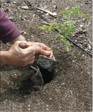  ?? LEE REICH VIA AP ?? A tomato is being planted in a garden in New Paltz, NY. One week after the “average date of the last killing frost” for your garden is the time when it’s generally safe to plant out tomato transplant­s.