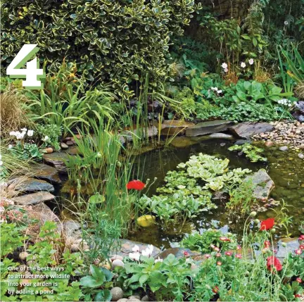  ??  ?? One of the best ways to attract more wildlife into your garden is by adding a pond
