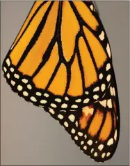  ?? CONTRIBUTE­D PHOTO ?? A fresh monarch butterfly wing is seen soon after it emerged.