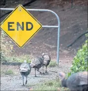  ?? ?? The turkeys proceed with caution at the end of the street.