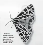  ?? MIRI TALABAC ?? Celebrate National Moth Week by learning about these diverse insects.