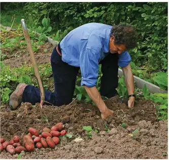  ??  ?? Dig up every single potato to reduce the risk of disease next year