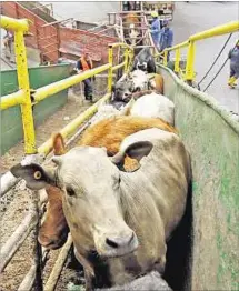  ??  ?? EMBARQUE. El mercado turco ayudó a dinamizar la cría bovina.