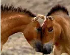  ?? AP ?? The horses ridden 5000 years ago were more like these Przewalski’s horses than breeds seen today.