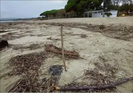  ??  ?? Ci-dessus : sur la plage du Gros-Pin à Grimaud, les cannes de Provence servent à signaler la présence d’hydrocarbu­res.