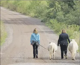  ?? LyNN CurwiN/Truro Daily News ?? Sophie Mosley and Lauren Bates walk Raine and Nixi to the Greenfield pasture where the miniature horses can play and graze.