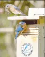  ?? Courtesy photo/Mindy King ?? The Bella Vista Bluebird Society monitors and maintains hundreds of bluebird boxes around Bella Vista.