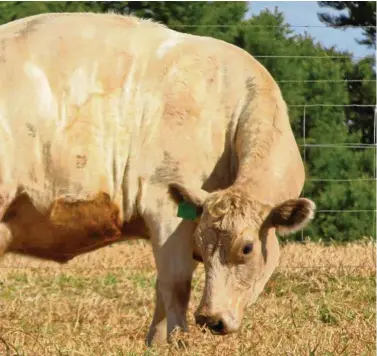  ?? PHOTO: CONTRIBUTE­D ?? INDUSTRY IN ACTION: Sue captured this picture of a cow giving birth. After a ‘rough’ landing the calf was fine.