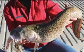  ?? PHOTOS BY LUCY DIGGINS — WYOMING GAME AND FISH DEPARTMENT VIA THE ASSOCIATED PRESS ?? An angler holds a burbot caught during the 2014Burbot Classic at the Flaming Gorge Reservoir in western Wyoming.