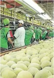  ?? FOTO: EL HERALDO ?? El melón hondureño es exportado a más de 30 países.