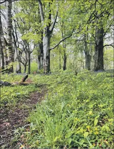  ?? ?? Forestry and Land Scotland has launched a campaign to raise awareness of how human activities in forests can affect wildlife.