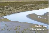  ??  ?? Mullet love estuary creeks...