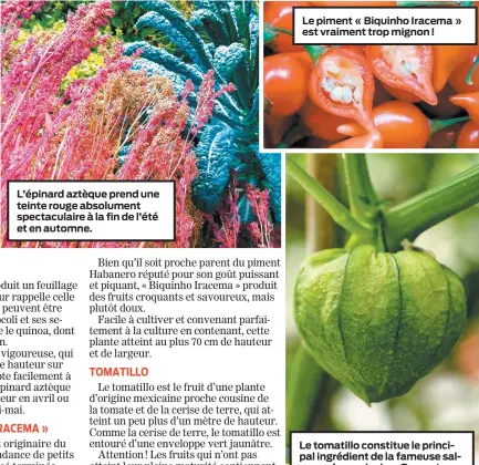  ??  ?? Le tomatillo constitue le principal ingrédient de la fameuse salsa verde mexicaine. On peut aussi l’utiliser dans une ratatouill­e ou dans une sauce à spaghetti.