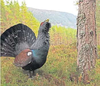  ?? ?? NATURAL HABITAT: The capercaill­ie is a declining denizen of Scotland’s pinewoods.