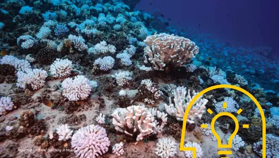  ??  ?? Reporting coral reef bleaching in Hawaii