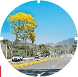  ??  ?? CONTINUAMO­S por la carretera, en donde los árboles de Tabebuia, también llamados de primavera, adornaban los caminos con su hermoso color amarillo.