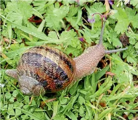  ??  ?? To stop snails eating your precious seedlings, you can always try eating them yourself. SHERYN CLOTHIER
