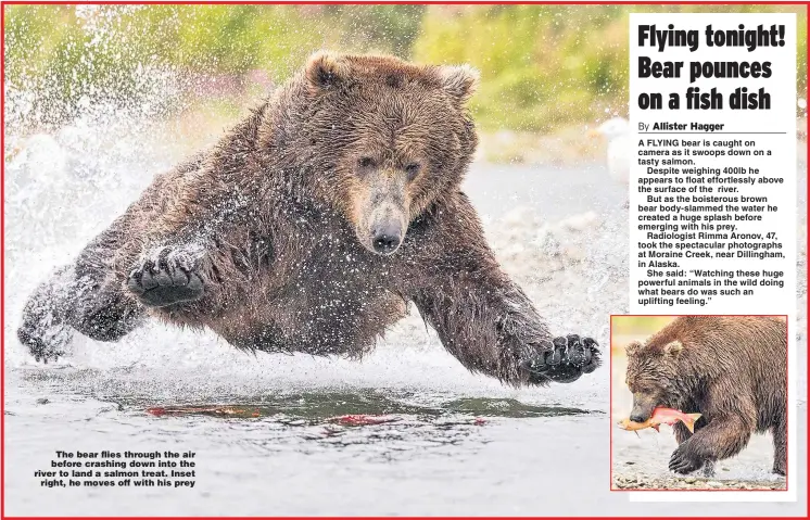  ?? Pictures: RIMMA ARONOV, SWNS ?? The bear flies through the air before crashing down into the river to land a salmon treat. Inset right, he moves off with his prey