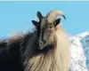  ?? PHOTO: STEPHEN JAQUIERY ?? A tahr