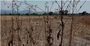  ?? FOTO: ARCHIVO ?? l
SEQUÍA. De acuerdo a las mediciones de la SDAyR, el 60% del campo guanajuate­nse terminó afectado con la falta de lluvias.