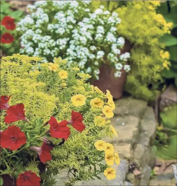  ?? Norman Winter / TNS ?? Yellows partner well with their adjacent colors on the color wheel, red and orange. This mixed container displays Lemon Coral sedum, Superbells Yellow calibracho­a and Supertunia Really Red petunia.