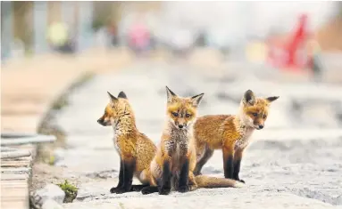  ?? RICHARD LAUTENS TORONTO STAR ?? A family of foxes has taken up residence under the boardwalk at Woodbine Beach.