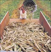  ?? HT FILE ?? A farmer reaps a harvest in eastern Rajasthan.