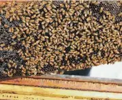  ??  ?? The U.S. Department of Agricultur­e estimates that American commercial beekeepers own about 3 million colonies.