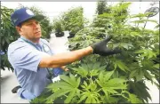  ?? Peter Hvizdak / Hearst Connecticu­t Media ?? David Lipton, managing partner of Advanced Grow Labs, a medical marijuana production facility in West Haven, inspects a marijuana plant.