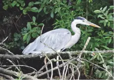  ??  ?? TOP Herons are common Broads visitors