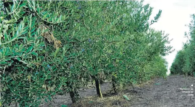 ?? ASAJA CÁDIZ ?? Plantación de olivares de Cádiz