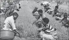  ?? ?? Above: Farmers lift rice shoots from a nursery bed in the region.