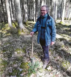  ??  ?? Revierleit­er Hubert Forstner pflanzt eine junge Weißtanne, die aber ohne entspre‰ chenden Schutz oft durch Rehe ihres Gipfels beraubt wird.