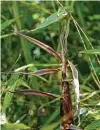  ?? Brant Ward / The Chronicle ?? A new bamboo shoot reaches skyward.