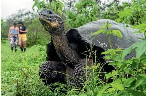  ?? GETTY IMAGES ?? Giant tortoises appear to be the elephants of the reptile world, with a memory that matches their extremely long lifespan.