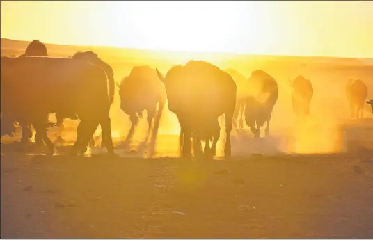  ?? Matthew Brown The Associated Press file ?? Bison awaiting transfer to Native American tribes walk in a herd inside a corral at Badlands National Park outside Wall, S.D.