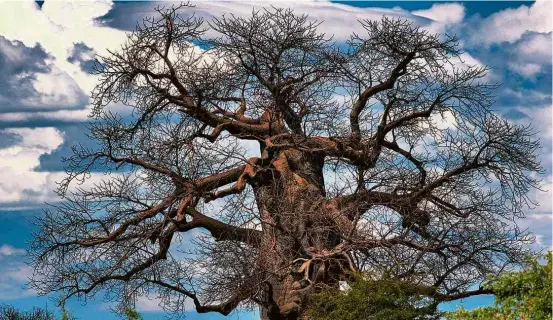  ?? fotos Divulgação/Tucsin Tsumkwe Lodge ?? Baobá na vizinhança do hotel Tucsin Tsumkwe Lodge, em Tsumkwe, na Namíbia