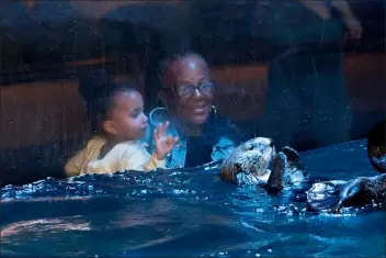  ?? ALLEN J. SCHABEN — LOS ANGELES TIMES ?? Visitors are charmed by an otter at the Aquarium of the Pacific in Long Beach.