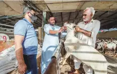  ?? Antonin Kelian Kallouche/Gulf News ?? What are UAE residents planning for the long break?
The livestock market at Al Ghusais. Prices of animals are determined by weight, healthy features and country of origin. ■
