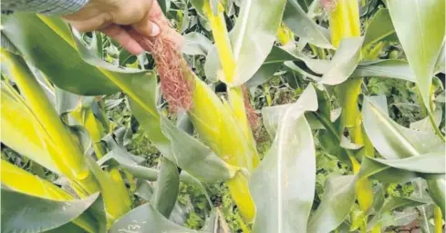  ?? FOTO: JAVIER VEGA ?? Un buen desarrollo muestran los predios dedicados a la producción de maíz en el estado.