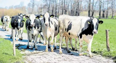  ?? Dpa-BILD: Dittrich ?? Im Schnitt 9771 Kilo Milch geben Niedersach­sens Kühe im Jahr (hier Tiere auf dem Hof Meyenburg in Südbrookme­rland/Kreis Aurich auf dem Weg zur Weide).