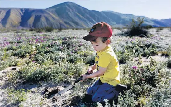  ?? Francine Orr Los Angeles Times ?? ETHAN GREINER, 3, of Escondido plays in sand amid a sea of blooms at Anza-Borrego Desert State Park. Other options include hiking trails and wilderness areas.