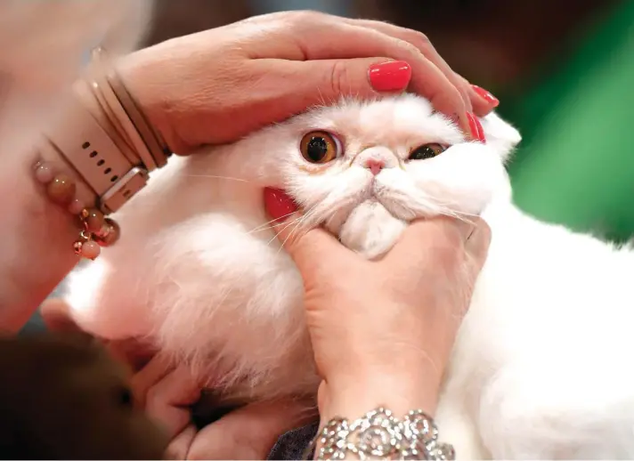  ?? ?? A cat is examined by a judge during the Sofiscat internatio­nal feline beauty contest in Bucharest, Romania. Photo: AP